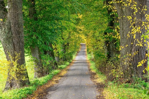 Lindenallee