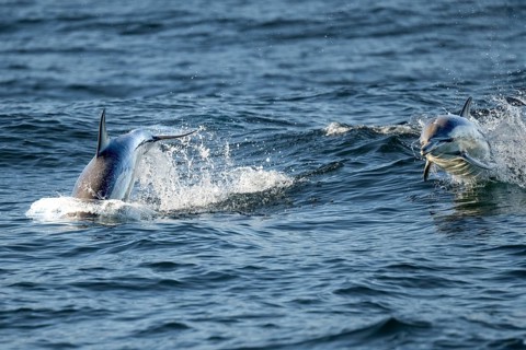 Dolphin