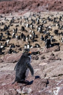 Southern rockhopper penguin