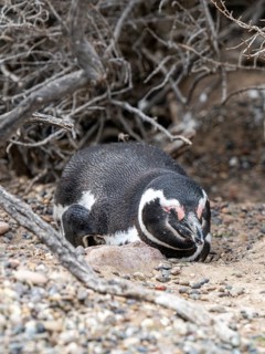 Magellanic penguin