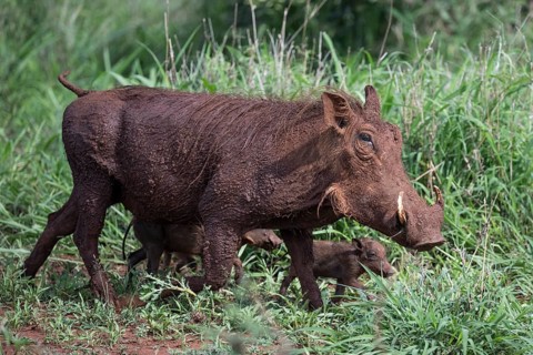 Common warthog