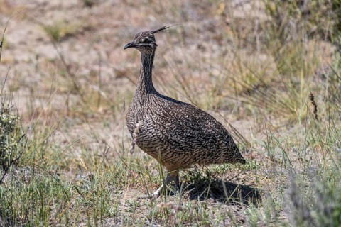 Elegant crested tinamou