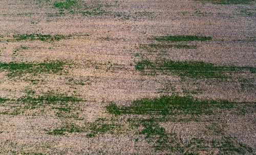 Drone view of harvested fields