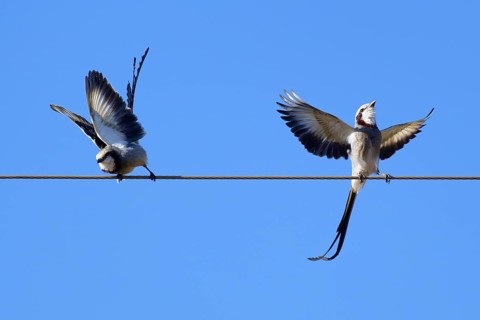 Courtship display of a couple of Streamer-tailed Tyrant