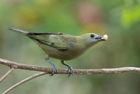 Sayaca Tanager