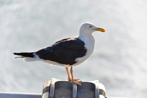 Lesser black-backed gull