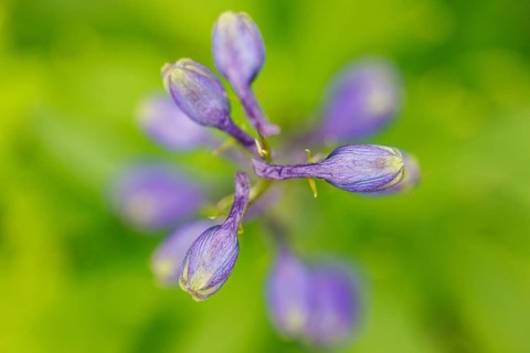 Larkspur