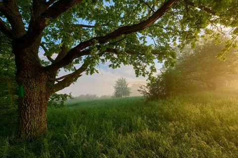 Oak
