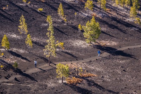 Canary Island pines