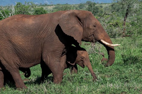 African elephant