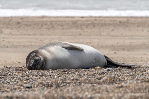 Southern elephant seal