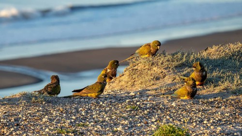 Rock parakeets