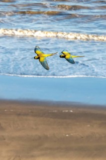 Rock parakeets