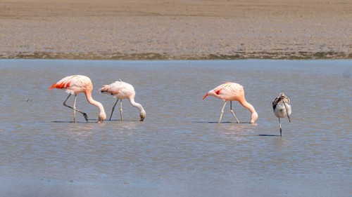 Chilean flamingo