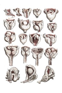Human anatomy