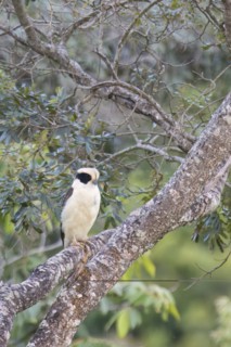 Laughing Falcon