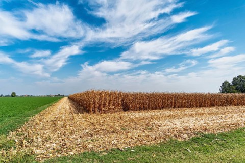 Maize field near Pieve di Cento
