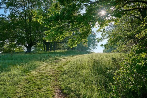 Hiking trail