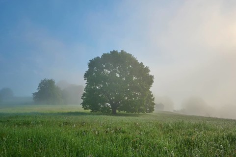 Oak tree