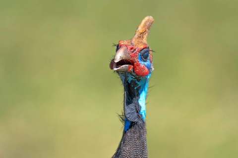 Helmeted guineafowls