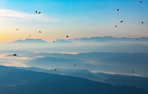 Swarm of swallows high above the mountains with a view of the Klagenfurt basin and the Karawanken
