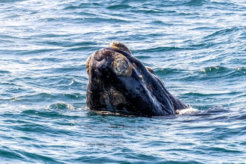Southern right whale