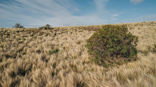 Patagonian steppe