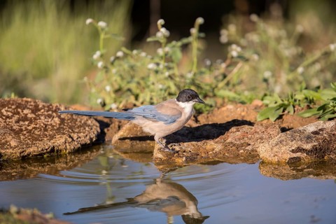 Blue magpie