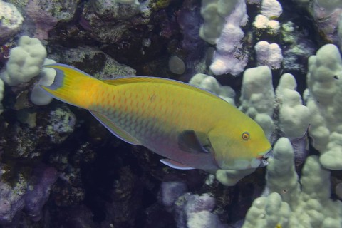Female green-rumped parrotfish
