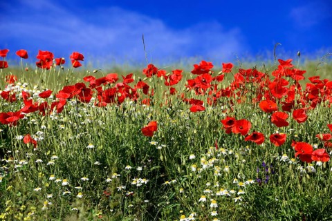 Poppy flowers
