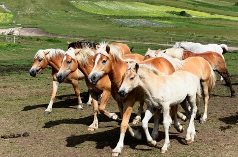 Haflinger horses and others
