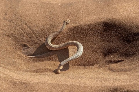 Dwarf puff adder