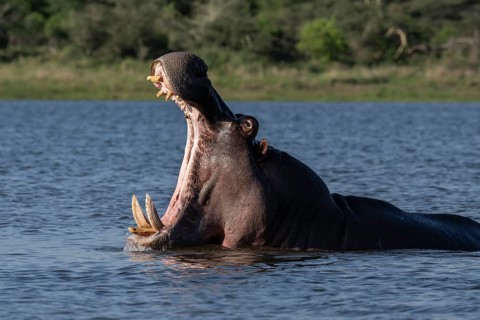 Hippopotamus
