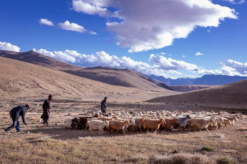 Shepherds with their Changthangi or Changpa