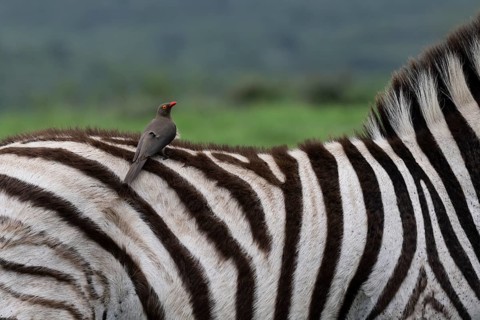 Red-billed oxpecker