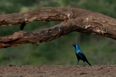 Cape starling