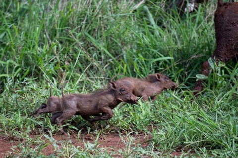 Common warthog