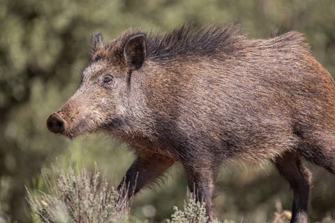 Wild boar