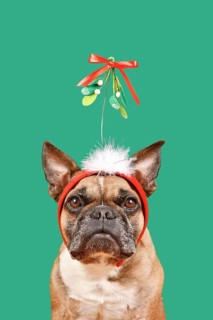Cute French Bulldog dog wearing Christmas mistletoe headband in front of green background