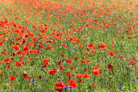 Poppy flowers