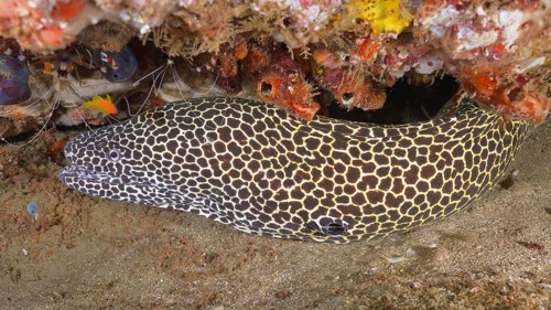Laced moray