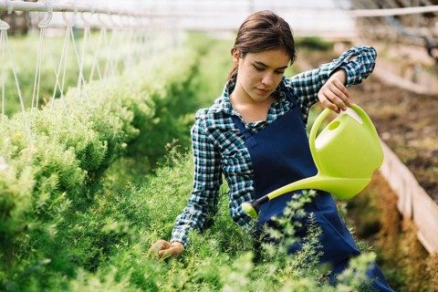 Female gardener working greenhouse