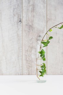 Ivy transparent vase white desk against wooden wall
