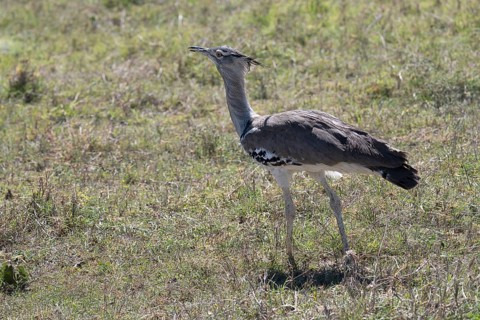 Kori bustard