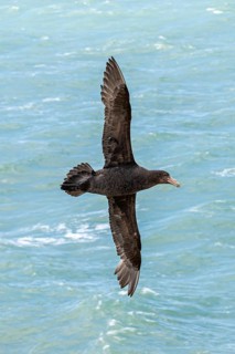 Southern giant petrel