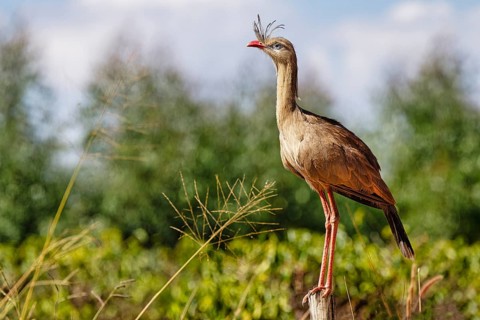 Red-legged Seriema
