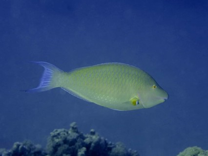 Indian longnose parrotfish