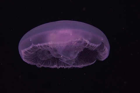 Common jellyfish