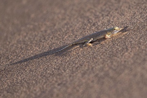 Shovel-nosed lizard