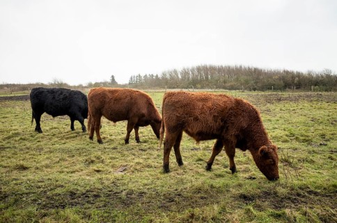 Galloway cattle on the pasture